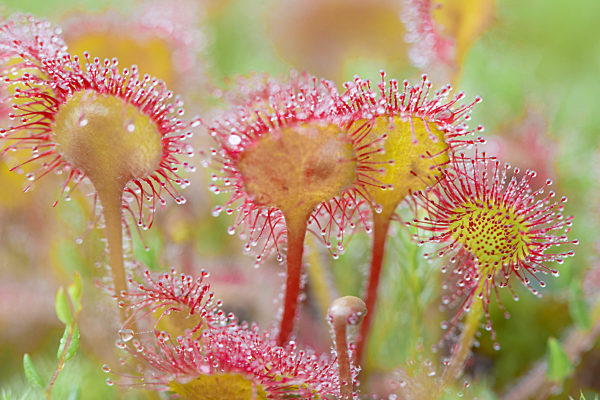 Rundblaettriger Sonnentau, Drosera rotundifolia, round-leaved sundew, roundleaf sundew