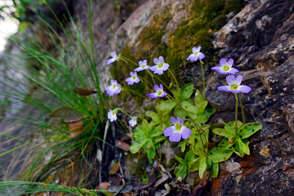 Krystallartiges Fettkraut, Pinguicula hirtifolia, Pinguicula crystallina subsp. hirtifolia, butterwort