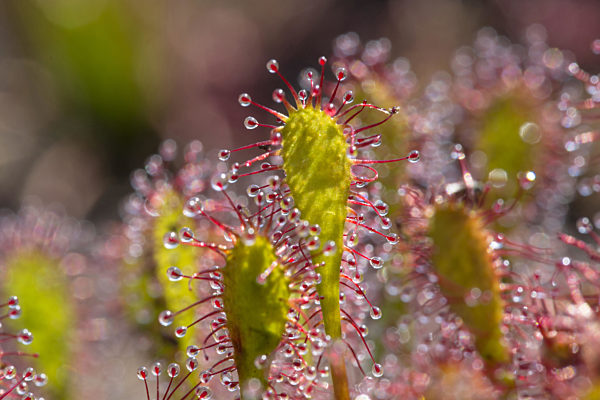 Mittlerer Sonnentau, Drosera intermedia, long-leaved sundew, oblong-leaved sundew, spoon-leaved sundew