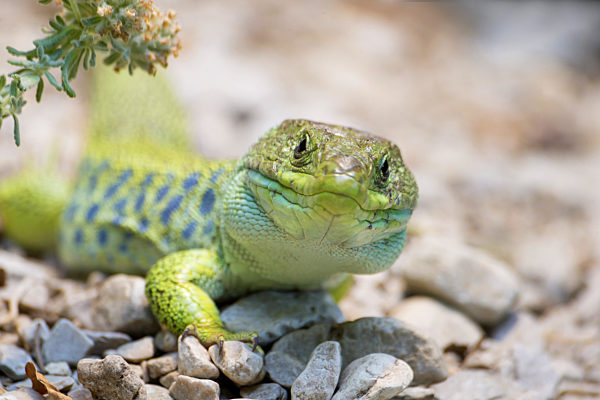 Perleidechse, Perl-Eidechse, Timon lepidus, Lacerta lepida, Ocellated lizard, Ocellated green lizard, Eyed lizard, Jewelled lizard