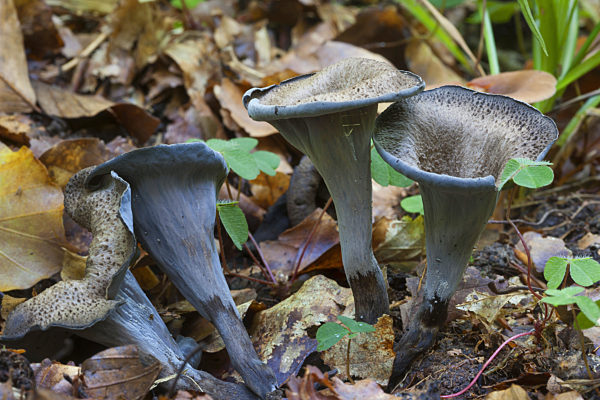 Herbsttrompete, Herbst-Trompete, Totentrompete, Toten-Trompete, Kraterelle, Toten-Trichterling, Totentrichterling, Craterellus cornucopioides, Cantharellus cornucopioides, Craterella cornucopioides, Horn of plenty, Black Trumpet, Black chanterelle