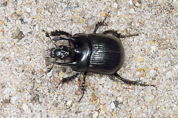Stierkaefer, Stier-Kaefer, Typhaeus typhoeus, Typhoeus typhoeus, Minotaur beetle
