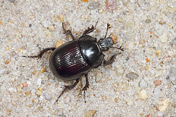 Stierkaefer, Stier-Kaefer, Typhaeus typhoeus, Typhoeus typhoeus, Minotaur beetle