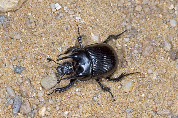 Stierkaefer, Stier-Kaefer, Typhaeus typhoeus, Typhoeus typhoeus, Minotaur beetle