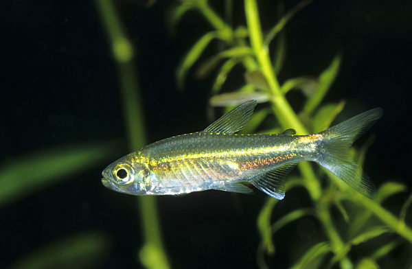 Gruener Neon, Costello-Salmler, Costellosalmler, Hemigrammus hyanuary, Costello tetra, January tetra, Green neon