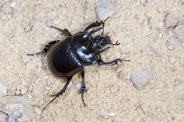 Stierkaefer, Stier-Kaefer, Typhaeus typhoeus, Typhoeus typhoeus, Minotaur beetle