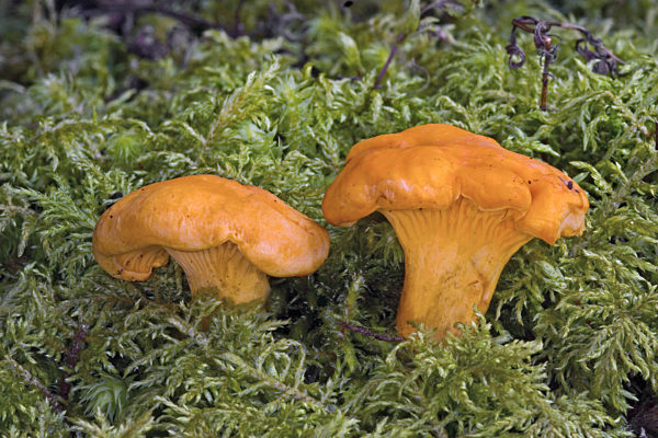 Echter Pfifferling, Eierschwamm, Reherl, Cantharellus cibarius, chanterelle