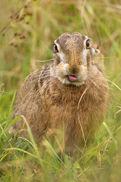 Europaeischer Hase, Europaeischer Feldhase, Lepus europaeus, European hare, Brown hare