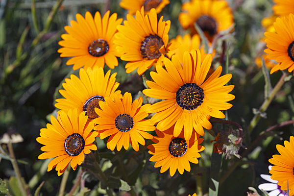 Arctotis, Arctotis hirsuta, Arctotis hirsuta, African daisy