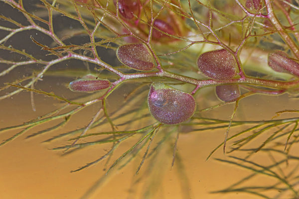 Gemeiner Wasserschlauch, Gewoehnlicher Wasserschlauch, Utricularia vulgaris agg., common bladderwort, greater bladderwort