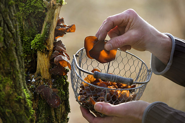 Judasohr, Judas-Ohr, Ohrlappenpilz, Ohrlappen-Pilz, Holunderschwamm, Holunder-Schwamm, Auricularia auricula-judae, Hirneola auricula-judae, Auricularia auricula, Auricularia sambucina, Jelly ear