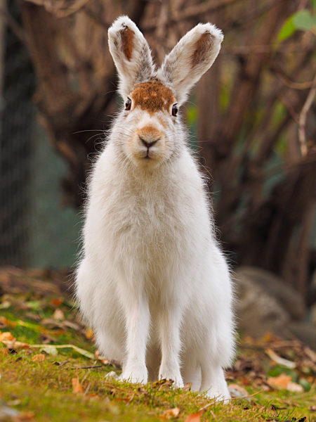 Alpen-Schneehase, Alpenschneehase, Eurasischer Schneehase, Schneehase, Schnee-Hase, Lepus timidus varronis, Lepus varronis, Alpine mountain hare, blue hare, mountain hare, white hare, Eurasian Arctic hare