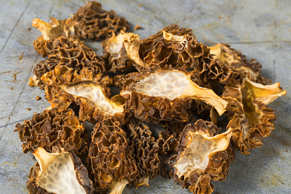 Speisemorchel, Speise-Morchel, Rundmorchel, Rund-Morchel, Morchella esculenta, Morellus esculentus, common morel, morel, yellow morel, true morel, morel mushroom, sponge morel