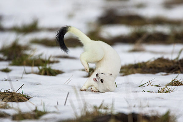 Hermelin, Grosses Wiesel, Grosswiesel, Gross-Wiesel, Kurzschwanzwiesel, Kurzschwanz-Wiesel, Mustela erminea, Ermine, Stoat, Short-tailed weasel