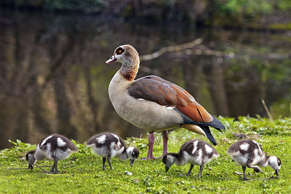 Nilgans, Nil-Gans, Alopochen aegyptiacus, Egyptian goose