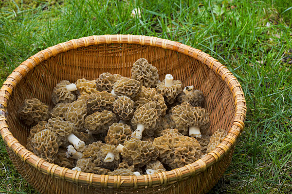 Speisemorchel, Speise-Morchel, Rundmorchel, Rund-Morchel, Morchella esculenta, Morellus esculentus, common morel, morel, yellow morel, true morel, morel mushroom, sponge morel