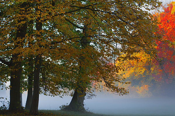 Herbstliche Bäume an einem nebligen Morgen, trees with autumn colouration while a foggy morning