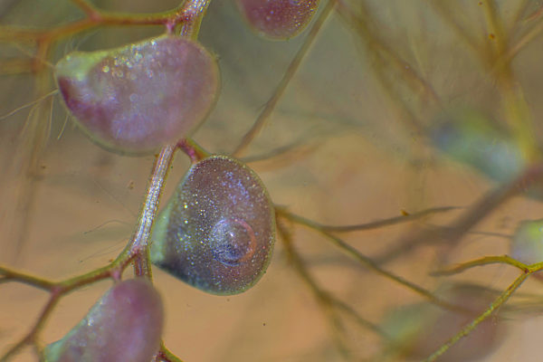 Gemeiner Wasserschlauch, Gewoehnlicher Wasserschlauch, Utricularia vulgaris agg., common bladderwort, greater bladderwort