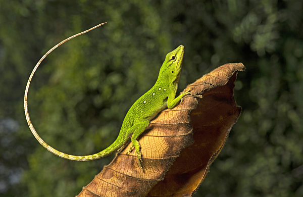 Grosser Hondurasanolis, Grosser Honduras-Anolis, Anolis biporcatus, Norops biporcatus, Neotropical Green Anole