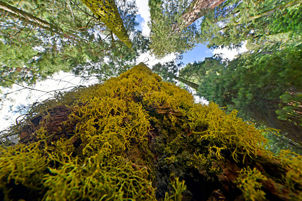 Immergruener Mammutbaum, Kuestensequoia, Kuesten-Sequoia, Kuestenmammutbaum, Kuesten-Mammutbaum, Redwood, Sequoia sempervirens, California redwood, coast redwood