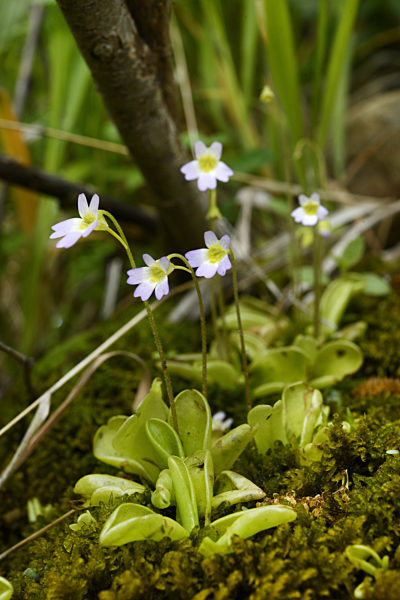 Fettkraut, Pinguicula hirtifolia, Pinguicula hirtifolia, Pinguicula crystallina subsp. hirtifolia, butterwort