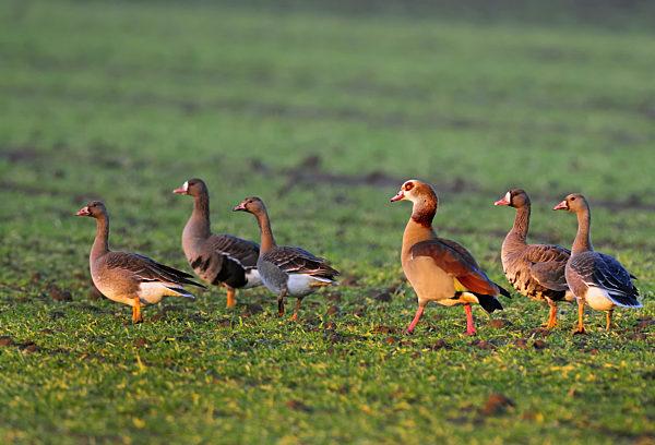 Nilgans, Nil-Gans, Alopochen aegyptiacus, Egyptian goose