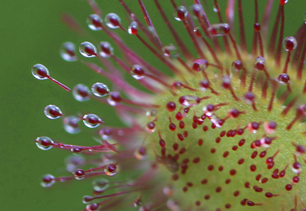 Rundblaettriger Sonnentau, Drosera rotundifolia, round-leaved sundew, roundleaf sundew