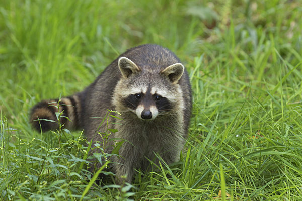 Waschbaer, Procyon lotor, common raccoon