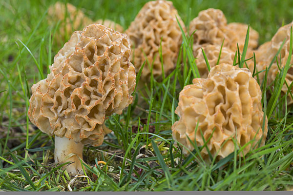 Speisemorchel, Speise-Morchel, Rundmorchel, Rund-Morchel, Morchella esculenta, Morellus esculentus, common morel, morel, yellow morel, true morel, morel mushroom, sponge morel