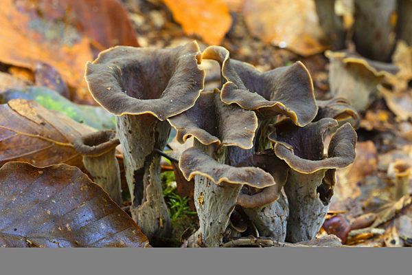 Herbsttrompete, Herbst-Trompete, Totentrompete, Toten-Trompete, Kraterelle, Toten-Trichterling, Totentrichterling, Craterellus cornucopioides, Cantharellus cornucopioides, Craterella cornucopioides, Horn of plenty, Black Trumpet, Black chanterelle