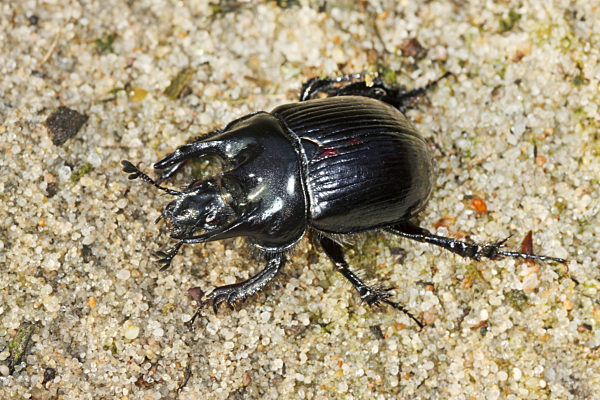 Stierkaefer, Stier-Kaefer, Typhaeus typhoeus, Typhoeus typhoeus, Minotaur beetle