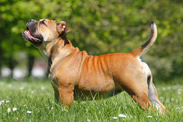 Continental Bulldog, Canis lupus f. familiaris, Continental Bulldog