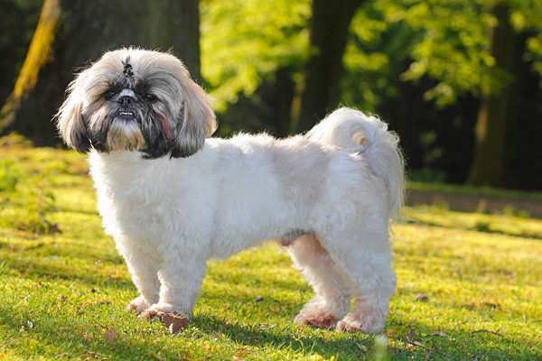 Shih Tzu, Canis lupus f. familiaris, Shih Tzu