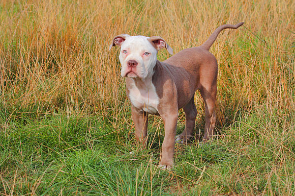 Olde English Bulldogge, Old English Bulldogge, Olde English Bulldog, Canis lupus f. familiaris, Olde English Bulldog