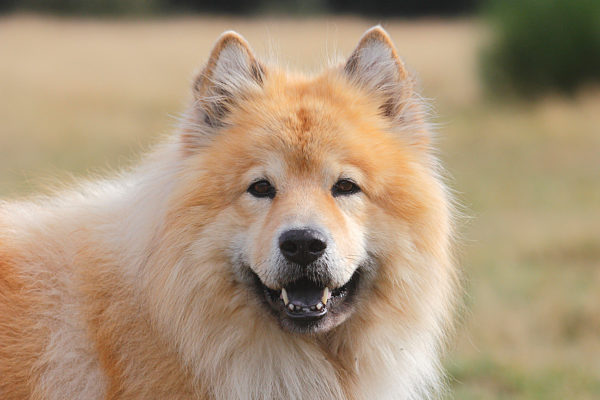 Eurasier, Canis lupus f. familiaris, Eurasian