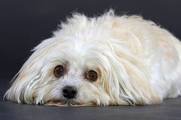 Havaneser, Bichon Havanais, Canis lupus f. familiaris, Havanese