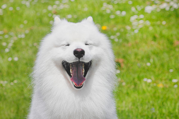 Samojede, Samoyed, Samoiedskaïa Sabaka, Canis lupus f. familiaris, Samoyed
