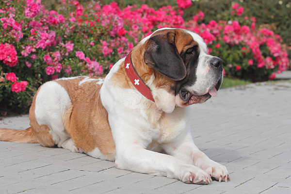 Bernhardiner, St. Bernhardshund, Canis lupus f. familiaris, Saint Bernard Dog