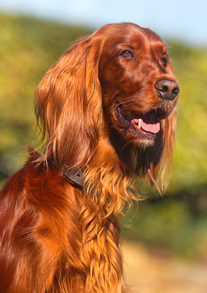 Irish Red Setter, Irish Setter, Irischer Roter Setter, Canis lupus f. familiaris, Irish Red Setter, Irish Setter