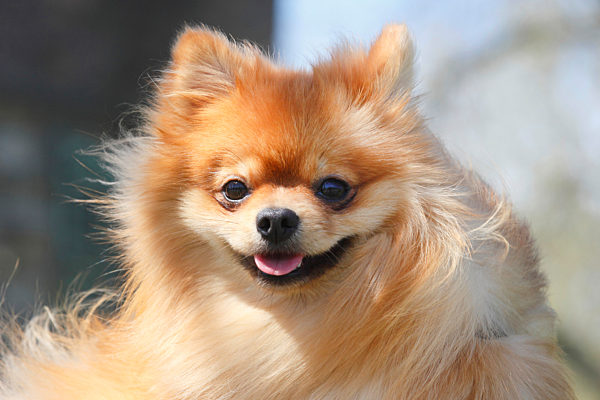 Deutscher Zwergspitz, Pomeranian, Canis lupus f. familiaris, Pomeranian
