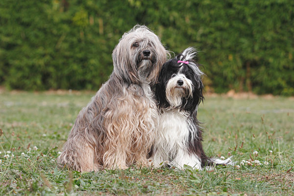 Tibet-Terrier, Tibet Terrier, Tibetterrier, Tibetanischer Terrier, Dhoki Apso, Canis lupus f. familiaris, Tibetan Terrier