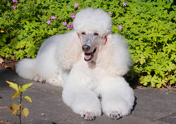 Pudel, Caniche, Canis lupus f. familiaris, Poodle