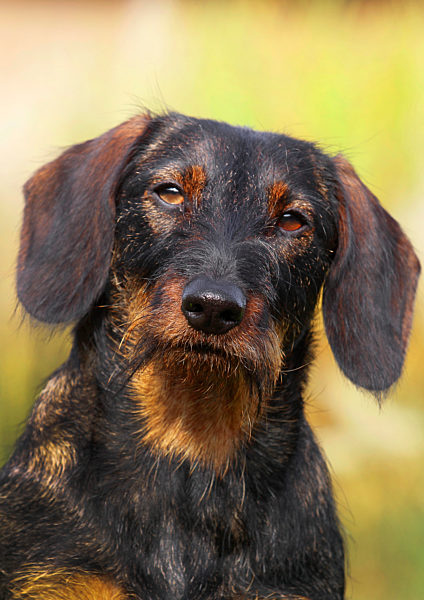 Rauhhaardackel, Rauhhaar-Dackel, Rauhaardackel, Rauhaar-Dackel, Teckel, Dachshund, Canis lupus f. familiaris, Wire-haired Dachshund, Wire-haired sausage dog, domestic dog