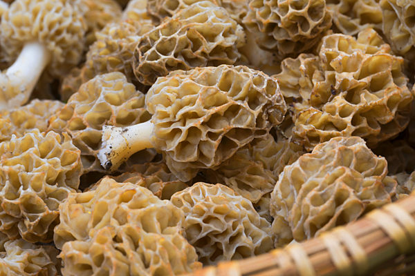 Speisemorchel, Speise-Morchel, Rundmorchel, Rund-Morchel, Morchella esculenta, Morellus esculentus, common morel, morel, yellow morel, true morel, morel mushroom, sponge morel
