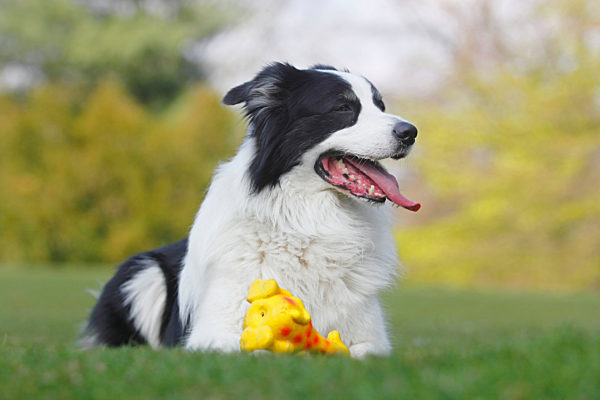 Australian Shepherd, Canis lupus f. familiaris, Australian Shepherd