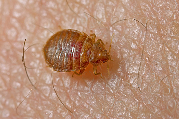 Gemeine Bettwanze, Bettwanze, Bett-Wanze, Hauswanze, Haus-Wanze, Cimex lectularius, Bedbug, Common bedbug, Wall-louse