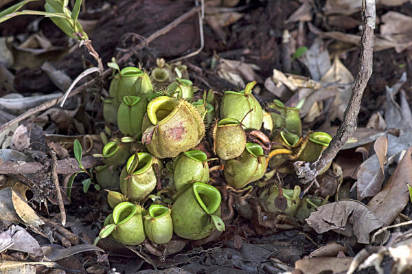 Bodenkanne, Nepenthes ampullari, Nepenthes ampullari in situ, ground pitcher
