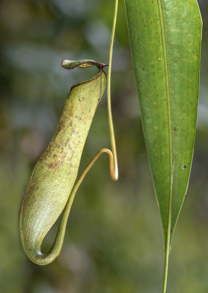 Kannenpflanze, Nepenthes gracilis, Nepenthes gracilis, Pitcher plant