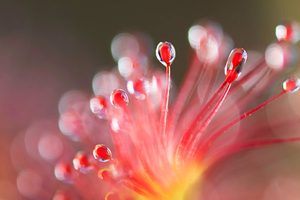Rundblaettriger Sonnentau, Drosera rotundifolia, round-leaved sundew, roundleaf sundew