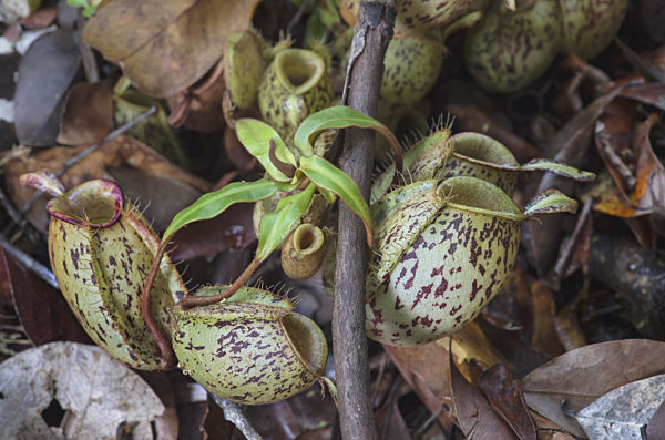 Bodenkanne, Nepenthes ampullari, Nepenthes ampullari in situ, ground pitcher